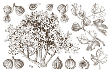 Figs collection with fig tree, branched and ripe fruits