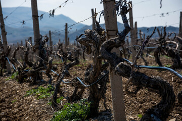 Canvas Print - Old vineyard