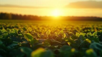 Wall Mural - sunset over a green field of crops in early summer