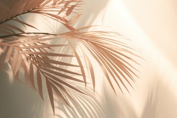 Canvas Print - Palm tree lightshaded shadow nature sunlight plant. .