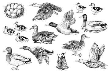 Canvas Print - Hand drawn set of wild ducks