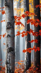 Wall Mural - Birch tree standing strong surrounded by colorful autumn leaves