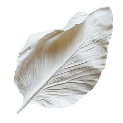 Wall Mural - PNG Large white leaf isolated on a bright background