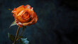© Daniel - Wilted orange rose on dark background with copy space unique and beautiful with shallow depth of field