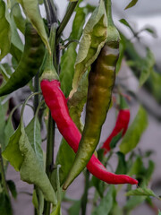 Detalles de 2 chiles rojos y uno verde en la planta