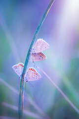 Wall Mural - butterflies in its habitat. Nature background. 