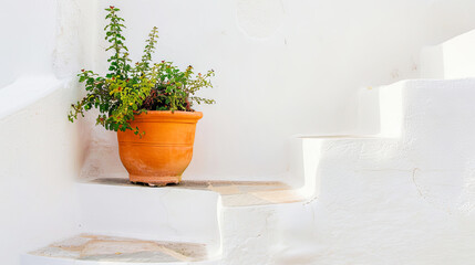 Terracotta pot with greenery on white stairs and a white plaster wall