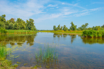 Wall Mural - The edge of a lake with reed and wild flowers in summer,  Almere, Flevoland, The Netherlands, August 13, 2024