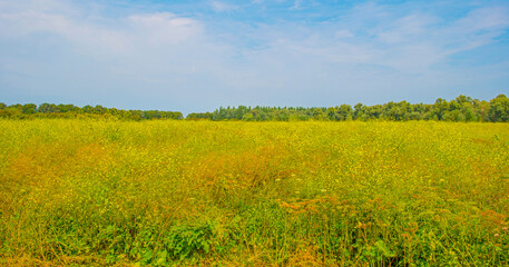 Wall Mural - The edge of a lake with reed and wild flowers in summer,  Almere, Flevoland, The Netherlands, August 13, 2024