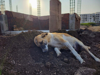 Stock photo of A street dog sleeps peacefully on the black sand at a construction site on a sunny afternoon. buildings on background. Picture captured at Gulbarga, Karnataka, India.