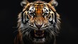© vefimov - Close-up of tiger's face with mouth open, conveying strength and power. Sharp teeth, intense eyes.