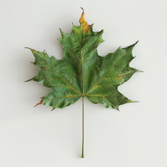 leaf green leaf maple single leaf autumn nature foliage plant maple leaf botany season green colorful isolated background 