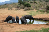 Fototapeta Sawanna - Kenya Afryka