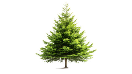 Wall Mural - Plant tree fir freshness, isolated on white background