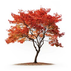 Wall Mural - vibrant autumn tree isolated background