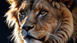 © Эля Эля - Close up of a male lion looking at the camera