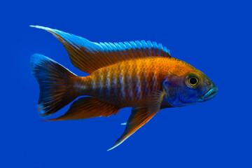 Wall Mural - Beautiful colored small cichlids with a blue background.