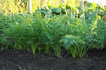 Carrot plants with green leaves growing in garden