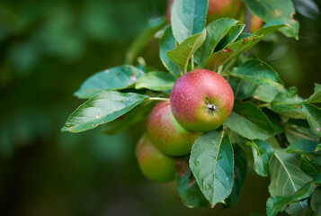 Agriculture, tree and red apple in farm for harvest in outdoor for nutrition, health and organic in Virginia. Fruit, green and environmental with sustainability and plantation for food production