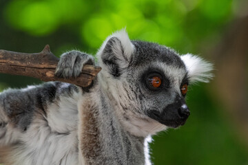 Wall Mural - Ring tailed lemur hanging from the brach of a tree