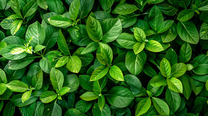 Fresh greens of leaves of a Bush of a rhododendron ,Rhododendron Bush in the Park after the rain ,beautiful green plants as a background