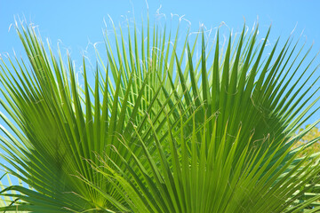 Green palm leaves against sky