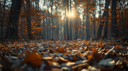 Wall Mural - autumn forest in the morning