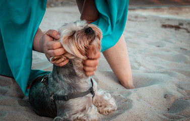 Wall Mural - Woman stroking her head, playing with a small pretty brown pedigree Yorkshire terrier dog at the seaside in summer