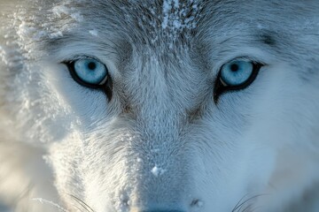 Wall Mural - majestic arctic portrait intense closeup of white wolfs face piercing blue eyes reflect icy landscap