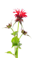 Wall Mural - Monarda flower isolated on a white background. Bergamot flower. Oswego tea, scarlet beebalm.