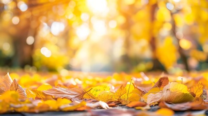 Poster - Autumn yellow dry maple leaves copy space, autumn leaves with sunlight and blurred yellow autumn forest background with empty copy space nature