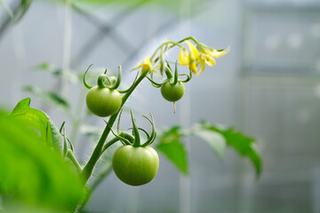 branch with green tomatoes, yellow flower on branch, tomato blossom