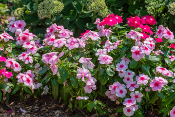 Sticker - Vinca, Madagascar Periwinkle, Plants Growing In A Park Planter In Wisconsin In Summer