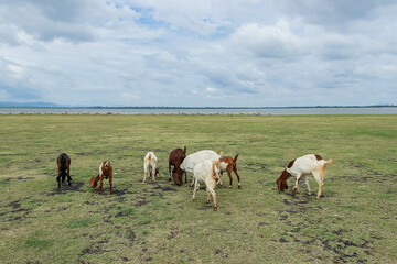 Goats grazing on a green field in the natural.