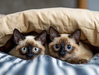 Wall Mural - Two Siamese cats are curled up in a blanket, one of them looking at the camera