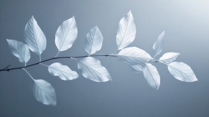 Wall Mural -  A white-leafed branch on a light blue background, with a blurry image of the same