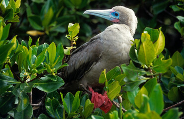 Wall Mural - Fou à pieds rouges, .Sula sula , Red footed Booby, Archipel des Galapagos, Equateur