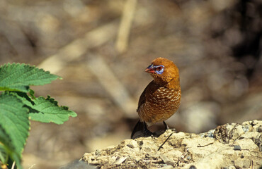 Wall Mural - Cordonbleu violacé,.Granatina ianthinogaster , Purple Grenadier