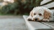 ©  lukaPixMedia - A cute, fluffy dog lies on a wooden bench in a serene park environment, looking relaxed and comfortable, showcasing the peaceful bond between pets and nature.