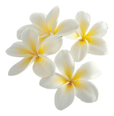 Wall Mural - frangipani flower isolated on white