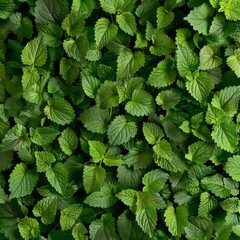 Wall Mural - Many fresh lemon balm leaves texture background, fragrant spices pattern, Melissa officinalis mockup