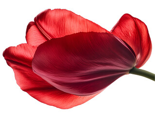 Wall Mural - Vibrant Red Tulip Petal Close-up for Floral Designs and Textures