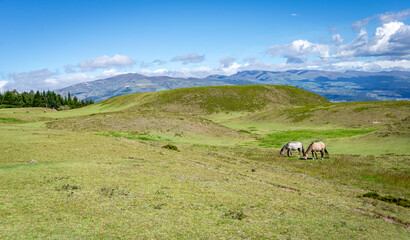 horses eating grass in a field that is part of the touristic attraction park known as las piramides 