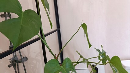 A plant with a long green stem is growing in a bathroom