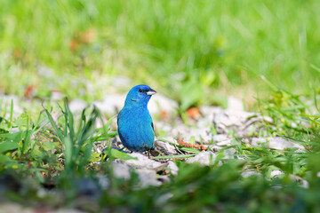 Sticker - The indigo bunting (Passerina cyanea), male in spring