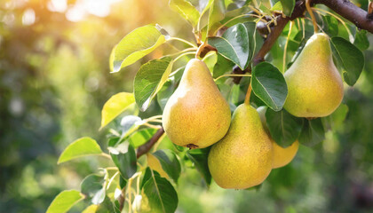 ripe yellow pears growing on branch with green leaves.