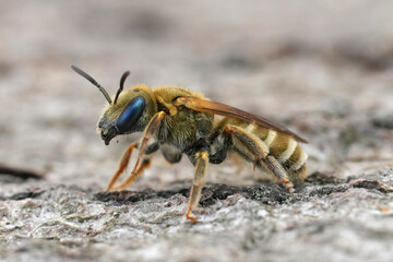 Wall Mural - Closeup on a female European Golden end banded furrow bee, Halictus subauratus