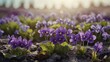 A whimsical watercolor clipart of a field of purple violets.