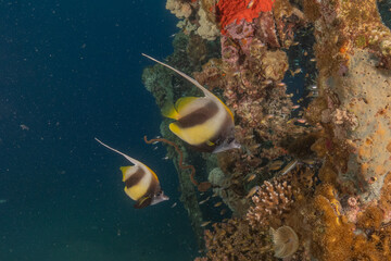 Wall Mural - Fish swimming in the Red Sea, colorful fish, Eilat Israel
