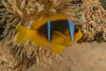 Wall Mural - Clown-fish anemonefish in the Red Sea Colorful and beautiful, Eilat Israel
